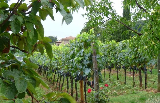 Scenic Farmhouse With Pool - Foto 39