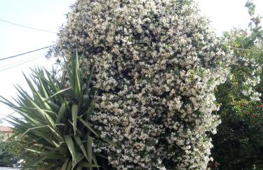 Magdalini Studio - Foto 36