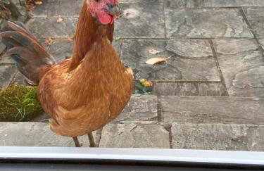 Cosy home in centre of Lake District National Park - Foto 31