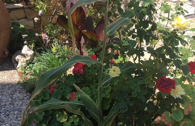 Psaras Apartments - Foto 44