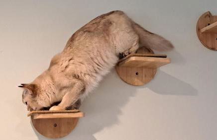 Fun holiday lodges in historic walled garden near Falkirk, Heart of Scotland Holidays - Foto 72