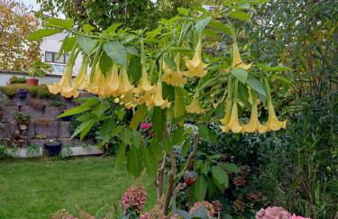 Schöne 3 Zi. Ferienwohnung vor den Toren Frankfurt - Photo 35