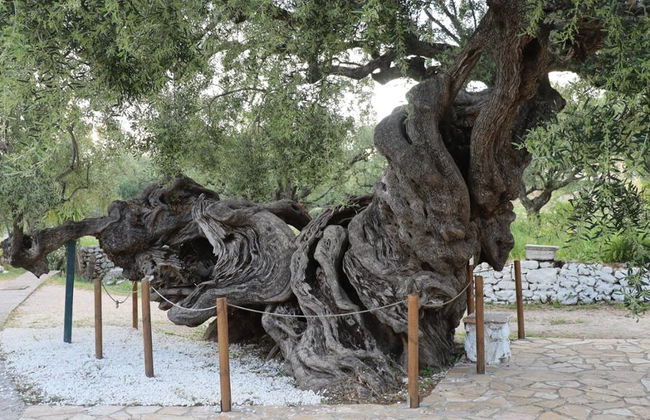 4x4 Safari auf Zakynthos - Ganztagesausflug - Foto 6