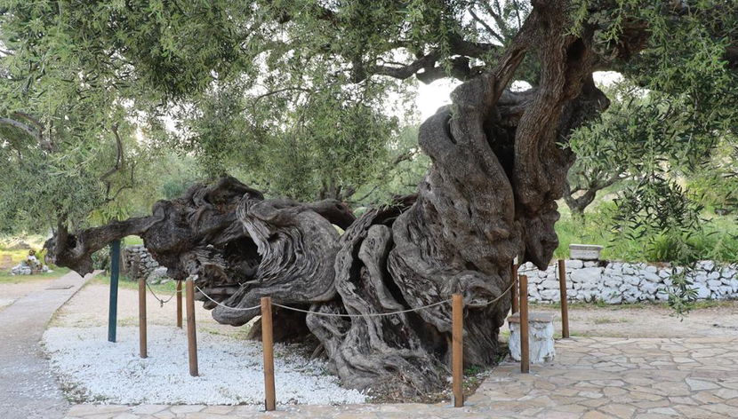 Safári 4X4 na Ilha de Zante - Tour de dia inteiro - Foto 2