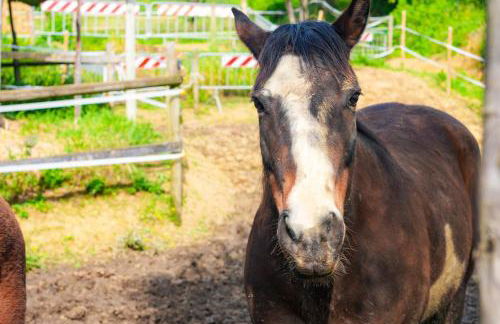 Il Nido di Erin - Photo 22
