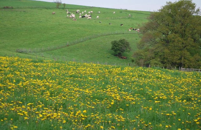 Holiday Home in Houffalize Near Nisramont - Photo 36