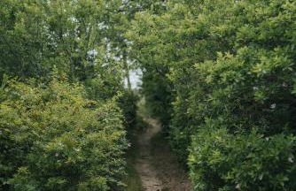 Charming Cottage Rental on a Private Beach in Cape Cod, Massachusetts - Foto 26