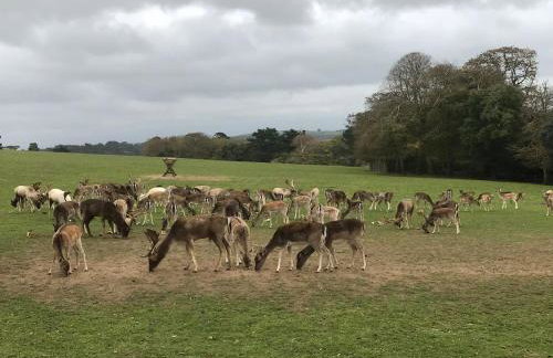 Hendra Retreat Milking Parlour Cottage North Cornwall - Foto 29