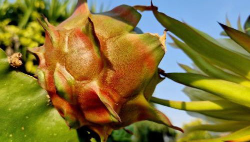 Quinta de S. Vicente 317 - Foto 5