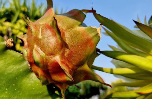 Quinta de S. Vicente 317 - Foto 5