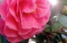 Il Pettirosso - Foto 13