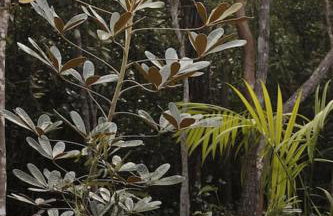 Casa Beija-flor no Vale do Capão - Foto 27