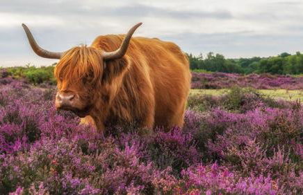 Large modern self contained apartment in Lymington - Foto 16