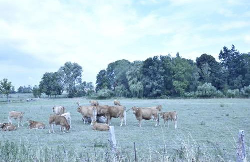 Spacious Apartment in Boddin With Garden - Foto 44