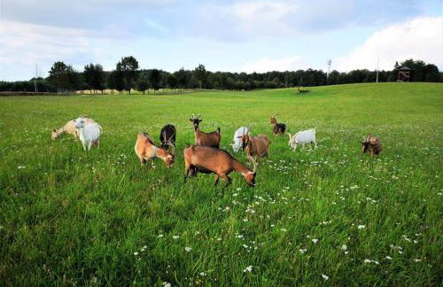 Dylewianka - Foto 10