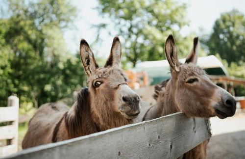 Biohof Dimper - KuhHorn - Foto 21