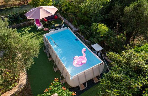 Dalmatian - Photo 40