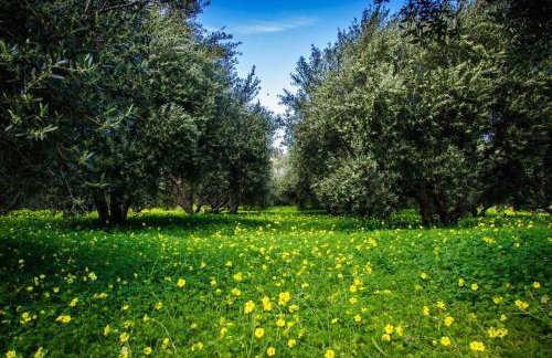 Jasmine house - Foto 38