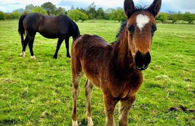 Unique Fairytale Farmhouse Near Galway - Foto 79