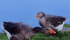 La hervuerie - Foto 4