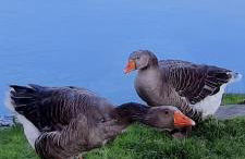 La hervuerie - Foto 4