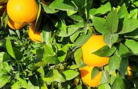 Anna, embrujo de la naturaleza - Foto 29