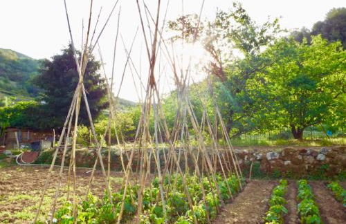 Casa Celestine in Via Orsini Isolabona Liguria Italy Sleeps 5 - Foto 39