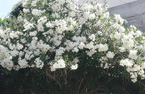 Villa Giulia - Foto 8