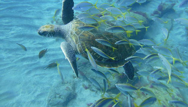 Snorkeling alla Pared de El Palmar - Foto 2