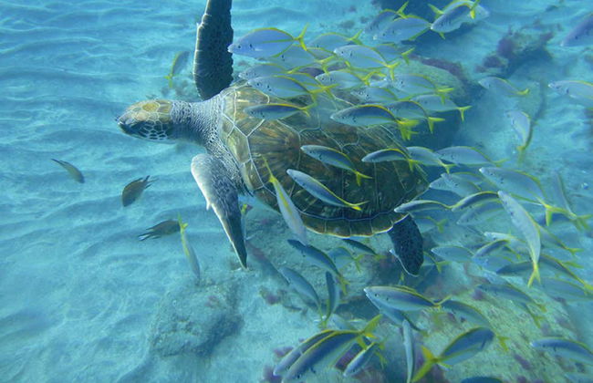 Snorkeling alla Pared de El Palmar - Foto 2