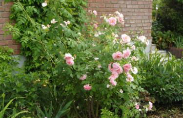 Ferienwohnung Borchert - Foto 40