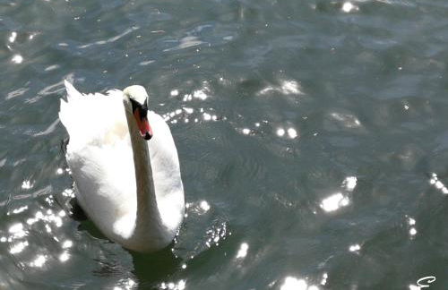 Bio-Ferienwohnung Ellensohn - Foto 16