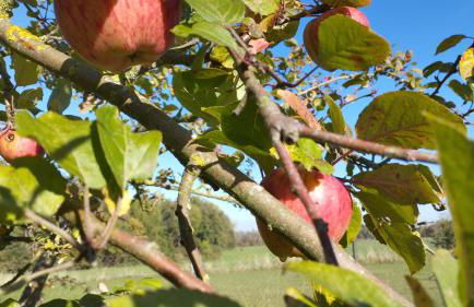 "Haus Landgang" für Naturliebhaber, strandnah, ruhig, mit großem Garten - Foto 41