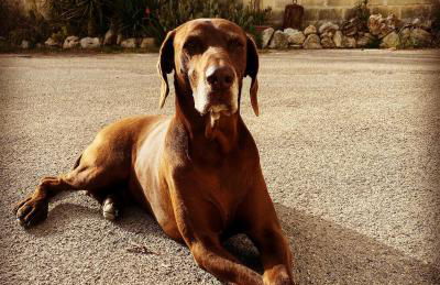 Casa Vacanze La Vecchia Brace - Foto 8