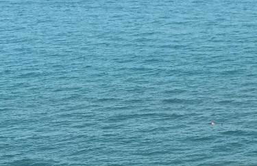 NEW MARITIMO - Photo 44