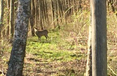 Dom w Sąpach - Foto 58