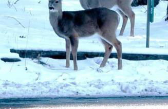 Serenity Falls - Stylish 4Bdr Mountain Retreat, Hot Tub, Pool - Foto 59