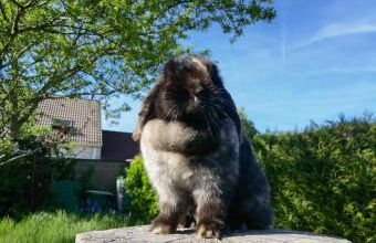Exquisite tiny house with garden and air con - between Paris-Disneyland - 3mins from train station - Foto 24