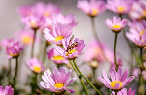 Cottage provencal - Villa saint Marc - Foto 72