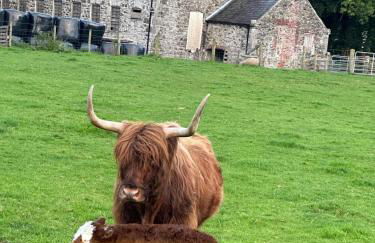 O'Hares Farmhouse - Foto 13