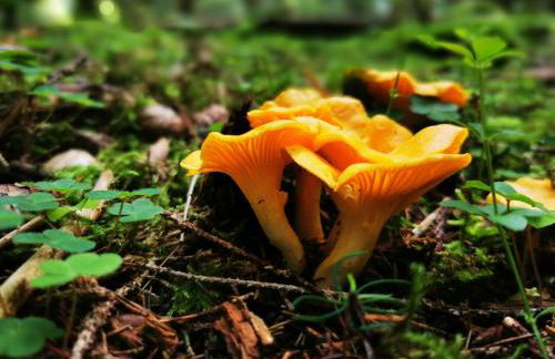 Miuti Residence - Foto 50