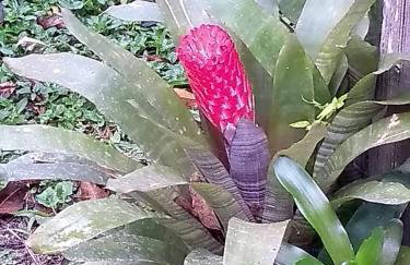 Aldeia Pé da Serra Cabana Natureza - Foto 13