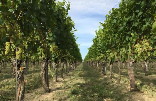 Ferien- Und Winzerhof Simon - Photo 54