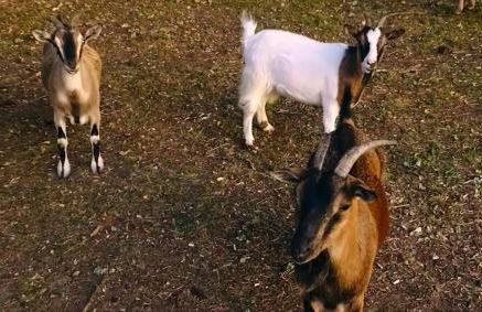 Les gites de Pétrocoriis - Boulazac Périgueux - Foto 118