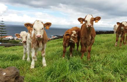 Casa da Arquinha - Photo 59