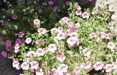 Pet Friendly Home In Sainte-Mère-Eglise - Foto 13