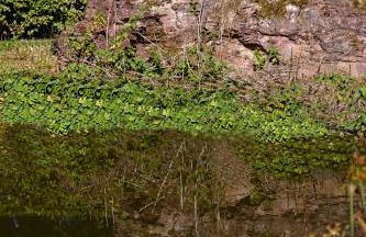 Froschkönig mit Teichblick - Photo 32