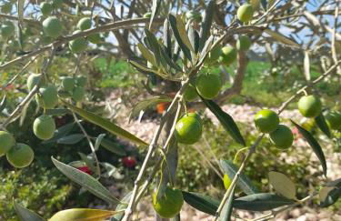 Relais Villa Sofia - Foto 23