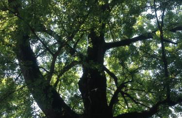 Il Pioppo Antico - Photo 65