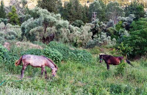 Lily Home_Lefkada ~ Private Country house - Foto 70